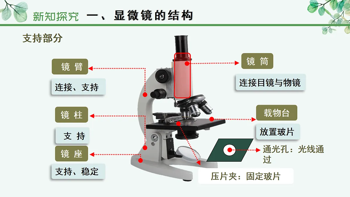 1.1.1 显微镜的使用（教学课件）-2025-2026学年七年级生物上册（冀少版2024）第8页