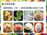 5.12.1 微生物的特點和主要類型 第2課時（教學(xué)課件）生物北師大版2024八年級上冊