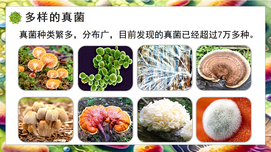 5.12.1 微生物的特点和主要类型 第2课时（教学课件）生物北师大版2024八年级上册第4页