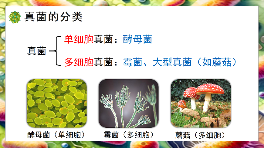 5.12.1 微生物的特点和主要类型 第2课时（教学课件）生物北师大版2024八年级上册第5页