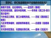 新人教部編版語文七上 5-18《我的白鴿》 課件