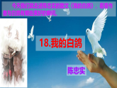 新人教部編版語文七上 5-18《我的白鴿》 課件