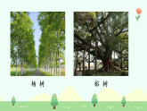【新課標】統(tǒng)編版（2024）語文二年級上冊  第二單元《樹之歌》課件（第1課時）（含視頻）+教案+字體0