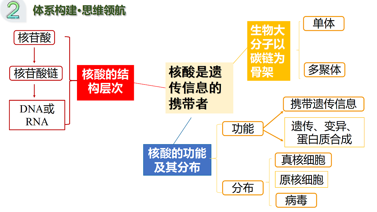 第04讲 蛋白质和核酸（复习课件）（黑吉辽蒙专用）-2026届高考生物一轮复习第5页