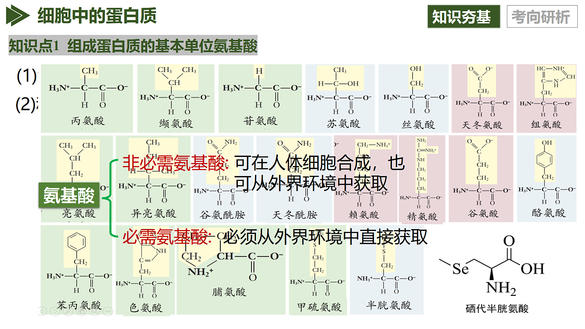 第04讲 蛋白质和核酸（复习课件）（黑吉辽蒙专用）-2026届高考生物一轮复习第7页