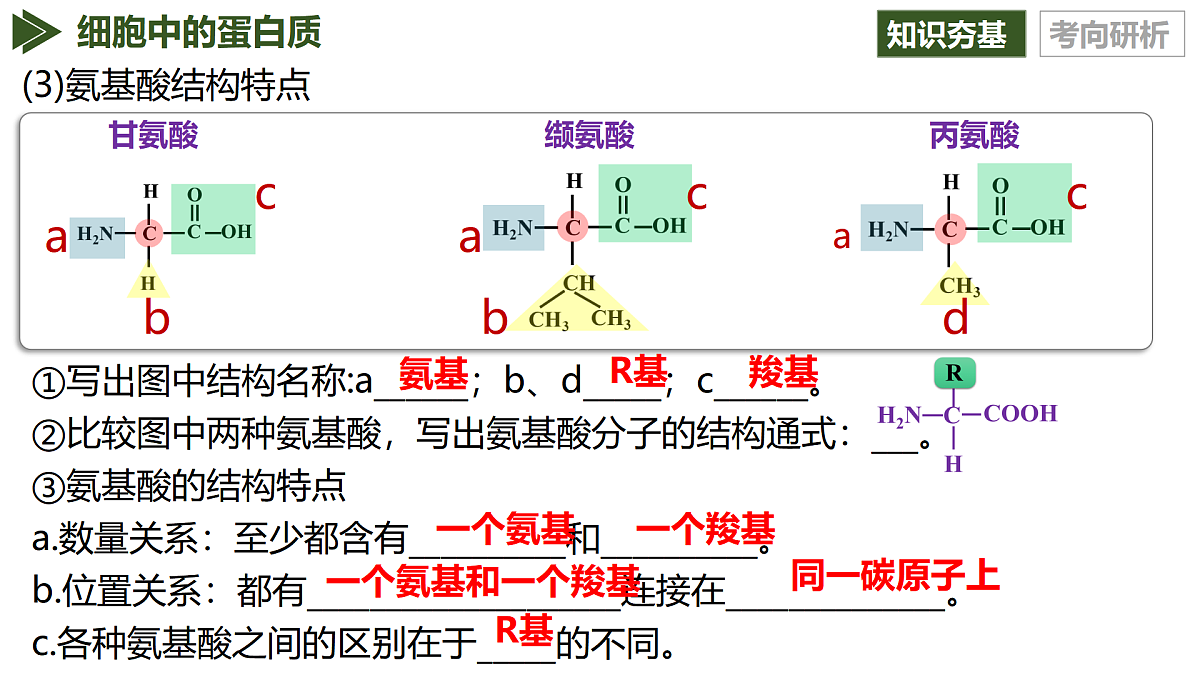 第04讲 蛋白质和核酸（复习课件）（黑吉辽蒙专用）-2026届高考生物一轮复习第8页