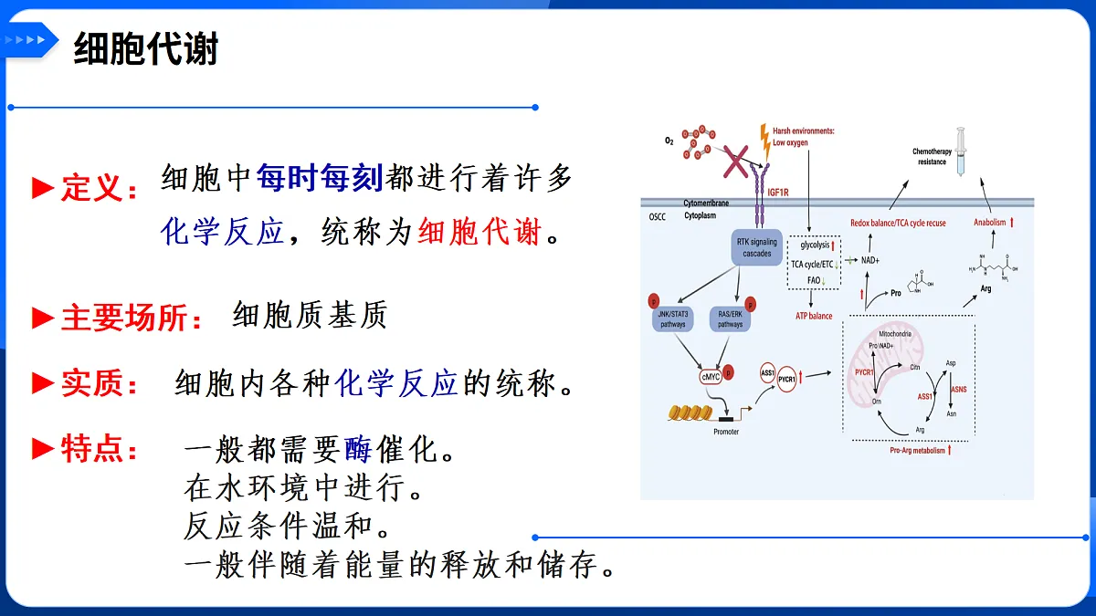 第5章 细胞的能量供应和利用-2025-2026学年高一生物上学期核心知识概括课件（人教版2019必修1）第4页
