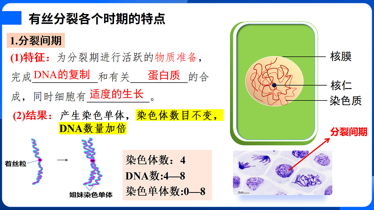 第6章 细胞的生命历程-2025-2026学年高一生物上学期核心知识概括课件（人教版2019必修1）第6页