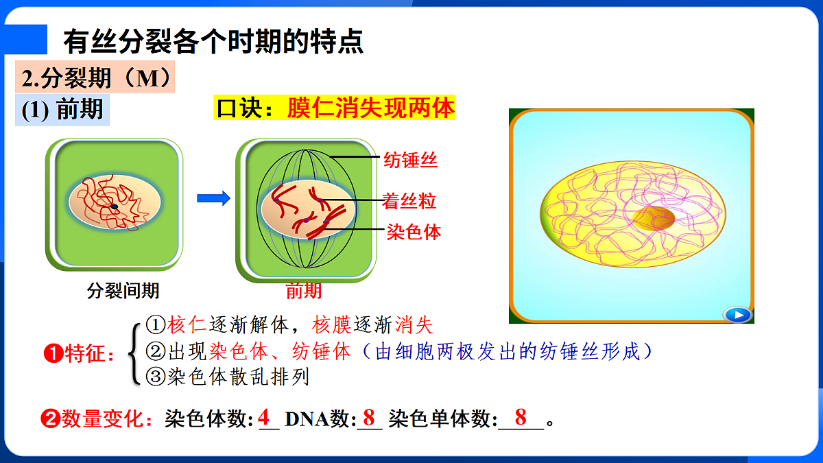 第6章 细胞的生命历程-2025-2026学年高一生物上学期核心知识概括课件（人教版2019必修1）第7页