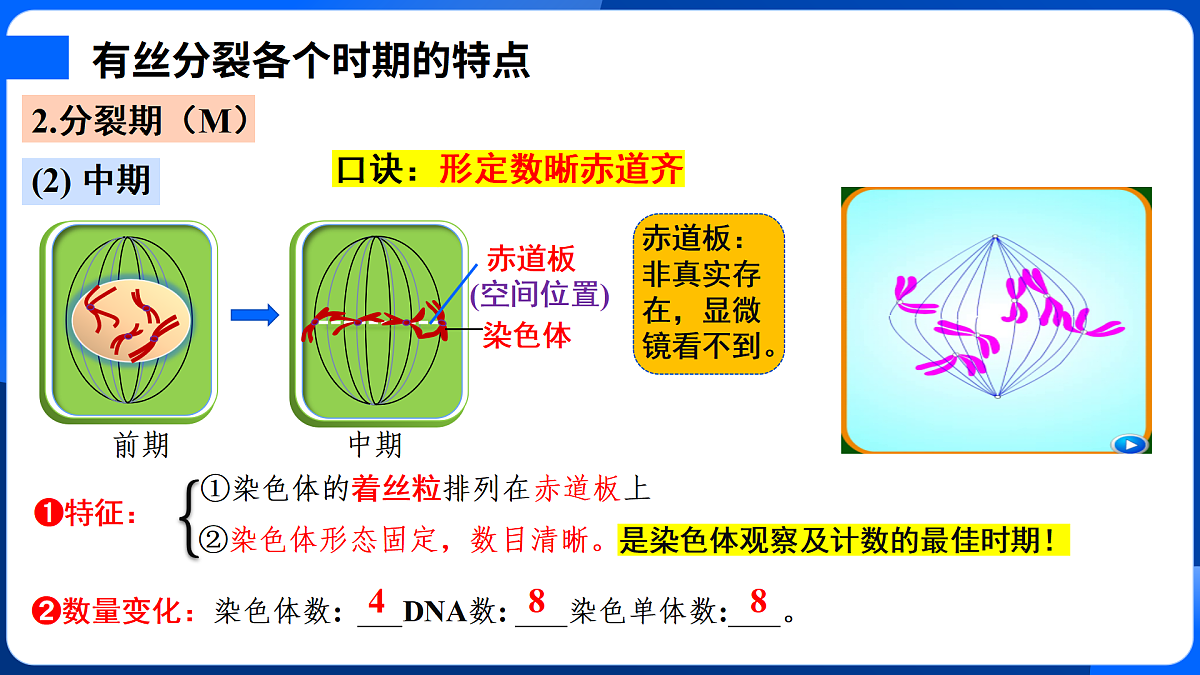 第6章 细胞的生命历程-2025-2026学年高一生物上学期核心知识概括课件（人教版2019必修1）第8页