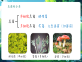 【新教材核心素養(yǎng)】北師大版生物八年級上冊5.12.1《微生物的特點和主要類型》第2課時（教學課件+教學設(shè)計）