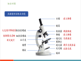 【新教材核心素養(yǎng)】冀少版版生物七年級(jí)上冊(cè)1.1.2《細(xì)胞的形態(tài)》（教學(xué)課件+教學(xué)設(shè)計(jì)）
