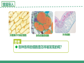2.1 細胞學說——現(xiàn)代生物學的“基石”（教學課件）-2025-2026學年高中生物必修1（蘇教版2019）