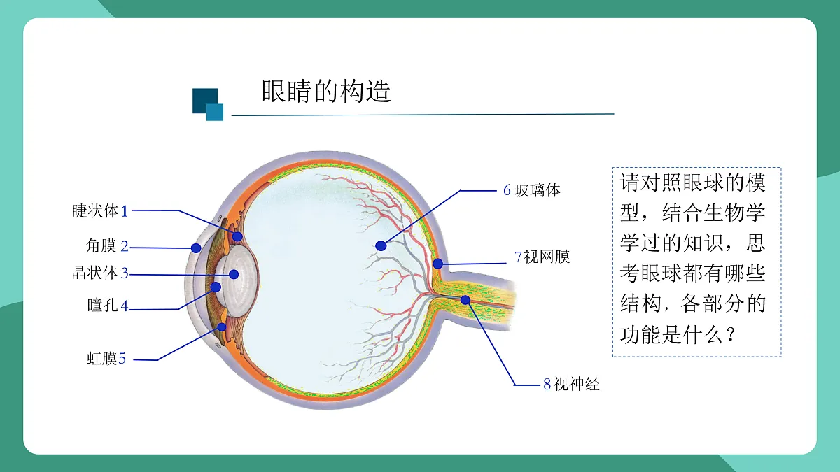 鲁科版(五四制)物理八上 跨学科实践_眼睛与眼镜（第一课时）课件第5页