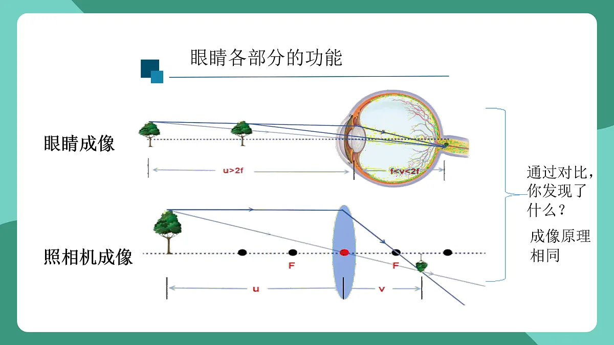 鲁科版(五四制)物理八上 跨学科实践_眼睛与眼镜（第一课时）课件第6页