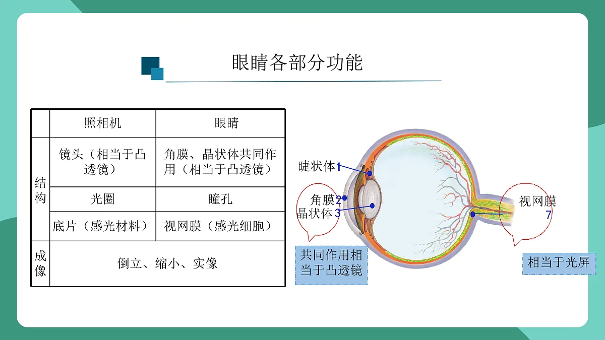 鲁科版(五四制)物理八上 跨学科实践_眼睛与眼镜（第一课时）课件第8页