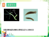 北師大版生物八下   7.22.4《 動(dòng)物的主要類群—腔腸動(dòng)物和扁形動(dòng)物》課件+素材