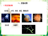 北師大版生物八下   7.22.4《 動(dòng)物的主要類群—腔腸動(dòng)物和扁形動(dòng)物》課件+素材