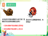 北師大版生物八下  7.22.4《動(dòng)物的主要類群—軟體動(dòng)物和節(jié)肢動(dòng)物》 課件+素材