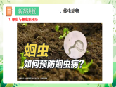 北師大版生物八下 7.22.4《動(dòng)物的主要類群——線蟲動(dòng)物和環(huán)節(jié)動(dòng)物 》課件+素材