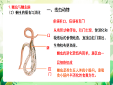 北師大版生物八下 7.22.4《動(dòng)物的主要類群——線蟲動(dòng)物和環(huán)節(jié)動(dòng)物 》課件+素材