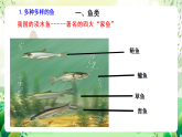 北師大版生物八下 7.22.4《動(dòng)物的主要類群—魚類、兩棲動(dòng)物和爬行動(dòng)物》課件+素材