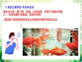 北師大版生物八下 7.22.4《動(dòng)物的主要類群—魚類、兩棲動(dòng)物和爬行動(dòng)物》課件+素材