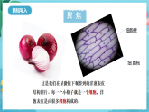 新教科版（2017）科學(xué)六上1.5《觀察更多的生物細(xì)胞》課件+教案+學(xué)習(xí)任務(wù)單+課后練習(xí)+素材