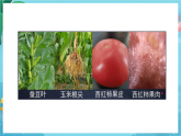 新教科版（2017）科學(xué)六上1.5《觀察更多的生物細(xì)胞》課件+教案+學(xué)習(xí)任務(wù)單+課后練習(xí)+素材