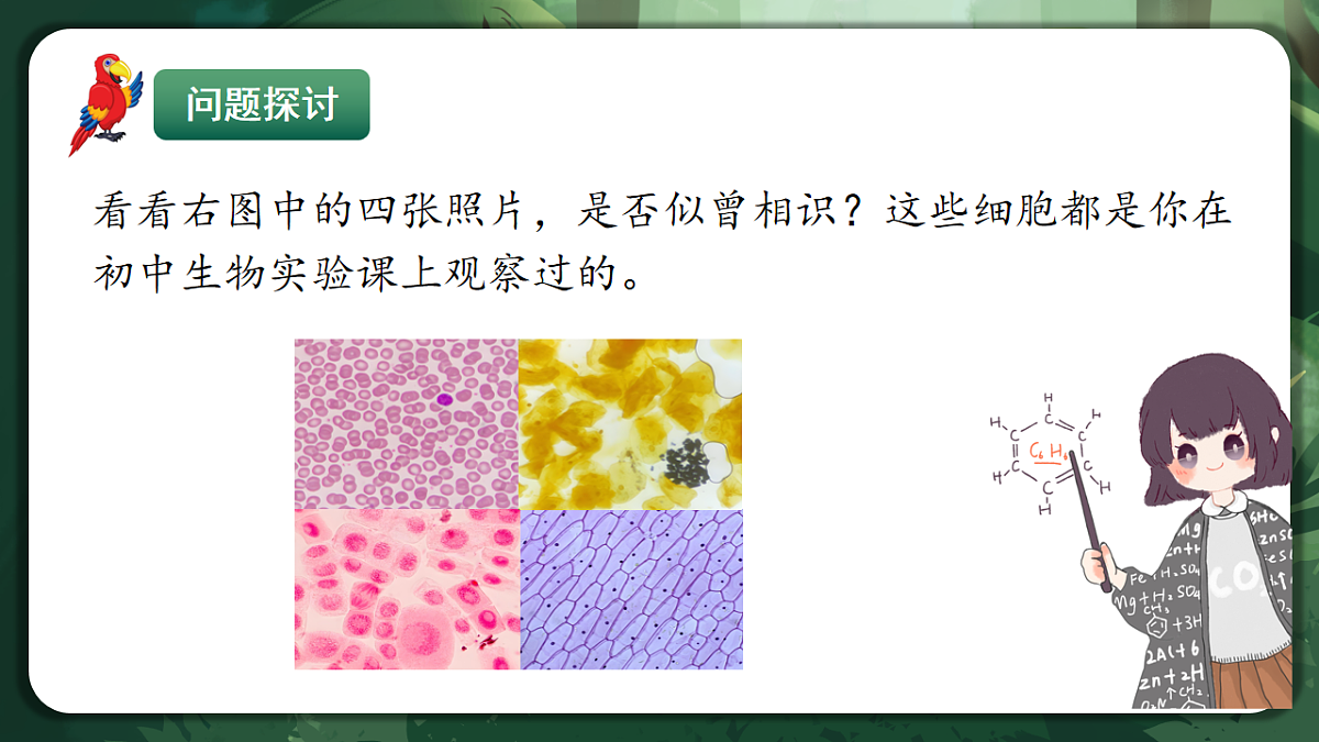 人教版（2019）高中生物必修一1.2 细胞的多样性和统一性 精讲课件第4页