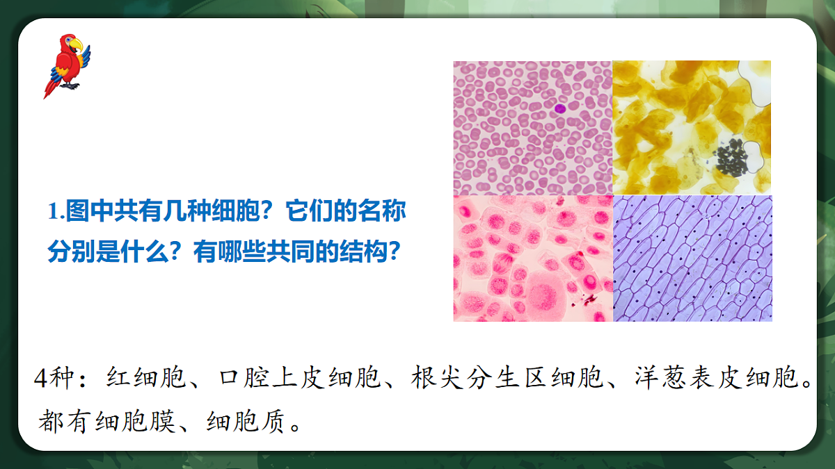 人教版（2019）高中生物必修一1.2 细胞的多样性和统一性 精讲课件第5页
