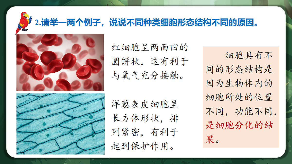 人教版（2019）高中生物必修一1.2 细胞的多样性和统一性 精讲课件第6页