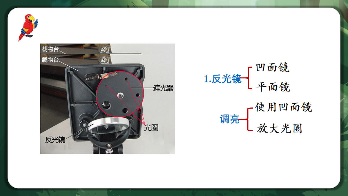 人教版（2019）高中生物必修一1.2 细胞的多样性和统一性 精讲课件第8页