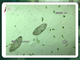 人教版（2019）高中生物必修一1.2 細(xì)胞的多樣性和統(tǒng)一性（第1課時）同課異構(gòu)課件
