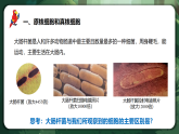 人教版（2019）高中生物必修一1.2 細(xì)胞的多樣性和統(tǒng)一性（第2課時）同課異構(gòu)課件