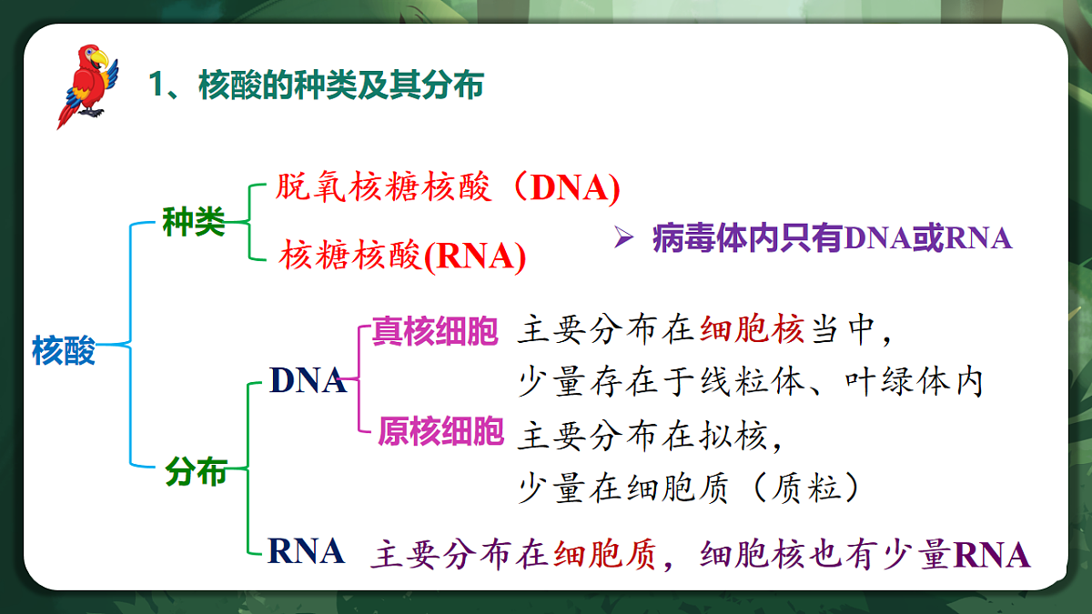 人教版（2019）高中生物必修一2.5 核酸是遗传信息的携带者 精讲课件第6页