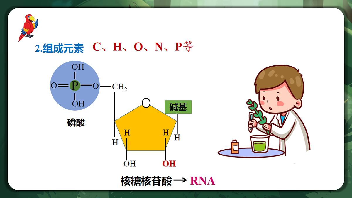 人教版（2019）高中生物必修一2.5 核酸是遗传信息的携带者 精讲课件第8页