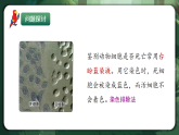 人教版（2019）高中生物必修一3.1 細(xì)胞膜的結(jié)構(gòu)和功能 精講課件