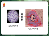 人教版（2019）高中生物必修一3.3 細(xì)胞核的結(jié)構(gòu)和功能 精講課件