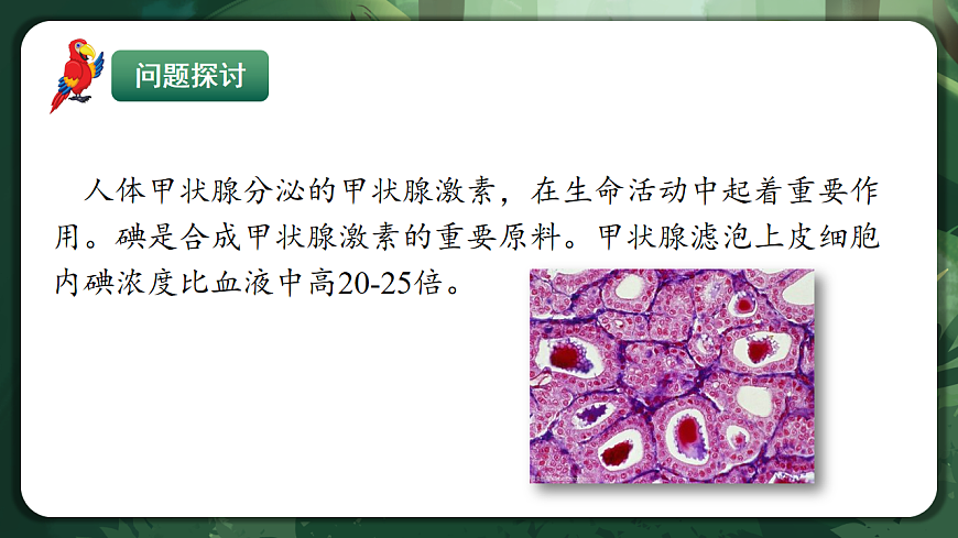 人教版（2019）高中生物必修一4.2 主动运输与胞吞、胞吐 精讲课件第4页