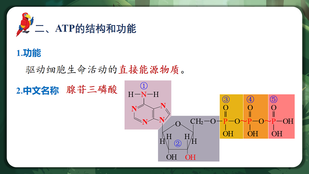 人教版（2019）高中生物必修一5.2 细胞的能量货币ATP 精讲课件第8页