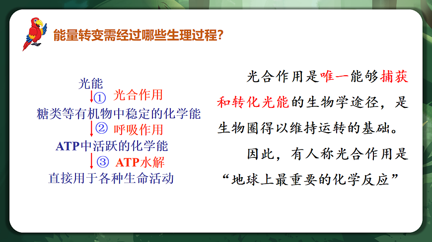 人教版（2019）高中生物必修一5.4.2 光合作用的原理和应用 精讲课件第4页