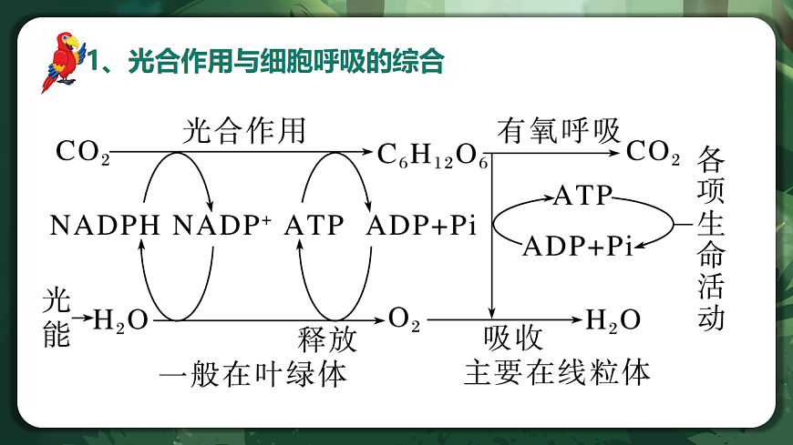 人教版（2019）高中生物必修一5.4.3 光合作用与细胞呼吸的综合 精讲课件第2页