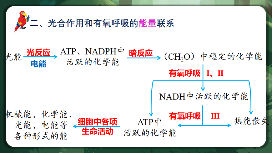 人教版（2019）高中生物必修一5.4.3 光合作用与细胞呼吸的综合 精讲课件第8页