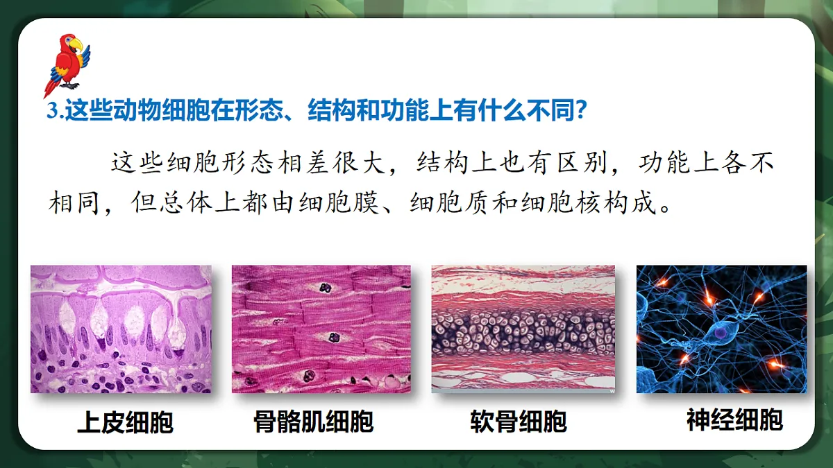 人教版（2019）高中生物必修一6.2 细胞的分化 精讲课件第6页