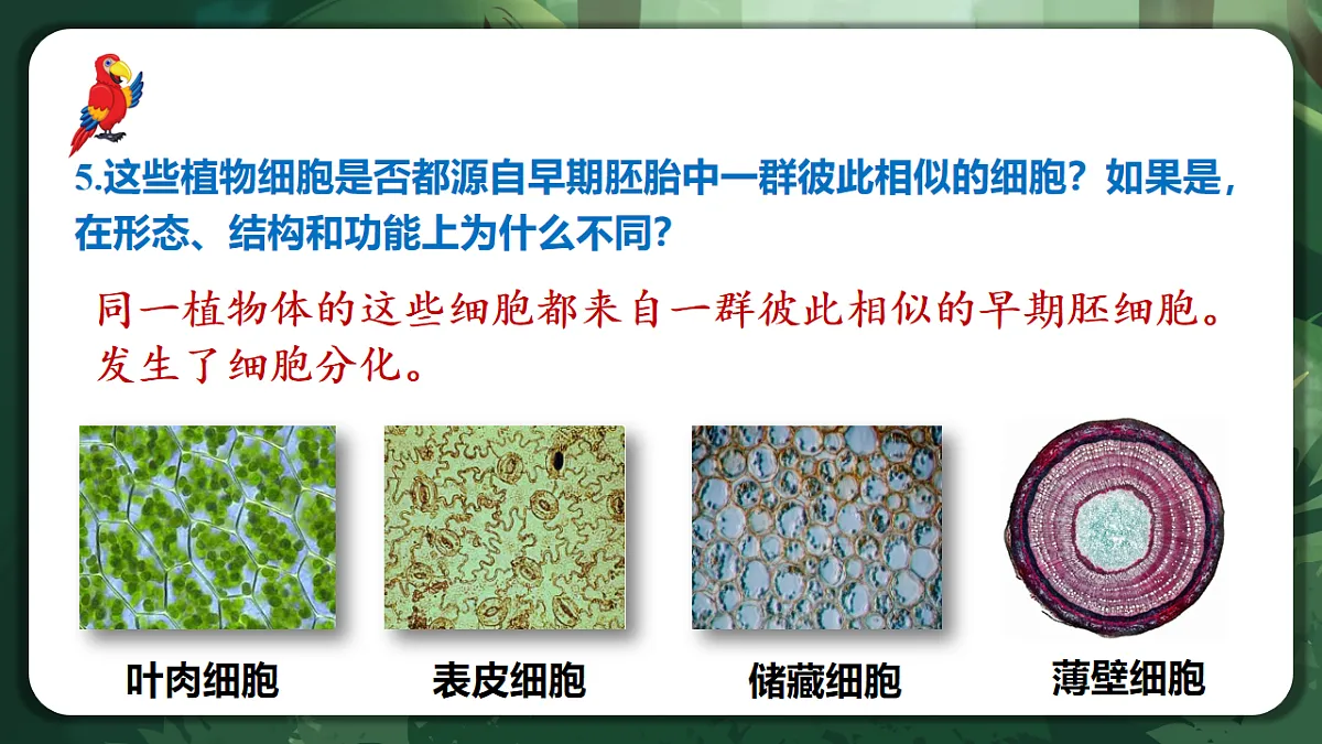 人教版（2019）高中生物必修一6.2 细胞的分化 精讲课件第8页