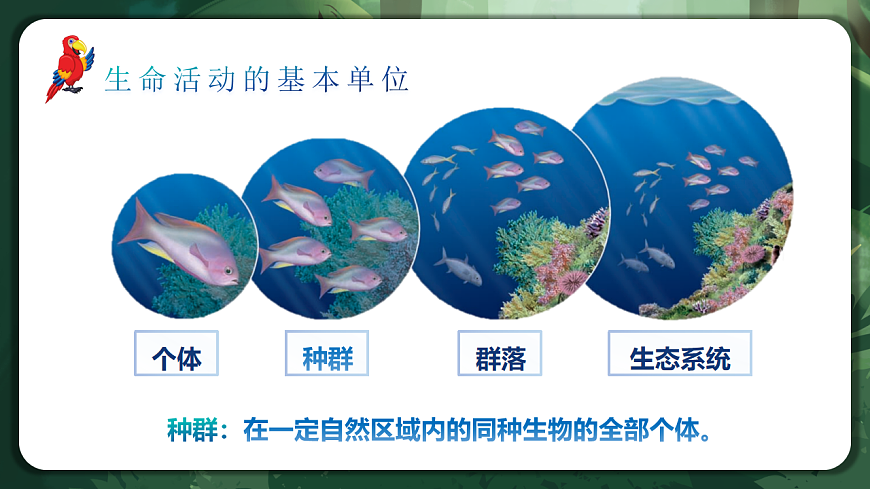 人教版（2019）高中生物选择性必修二1.1 种群的数量特征 课件第5页