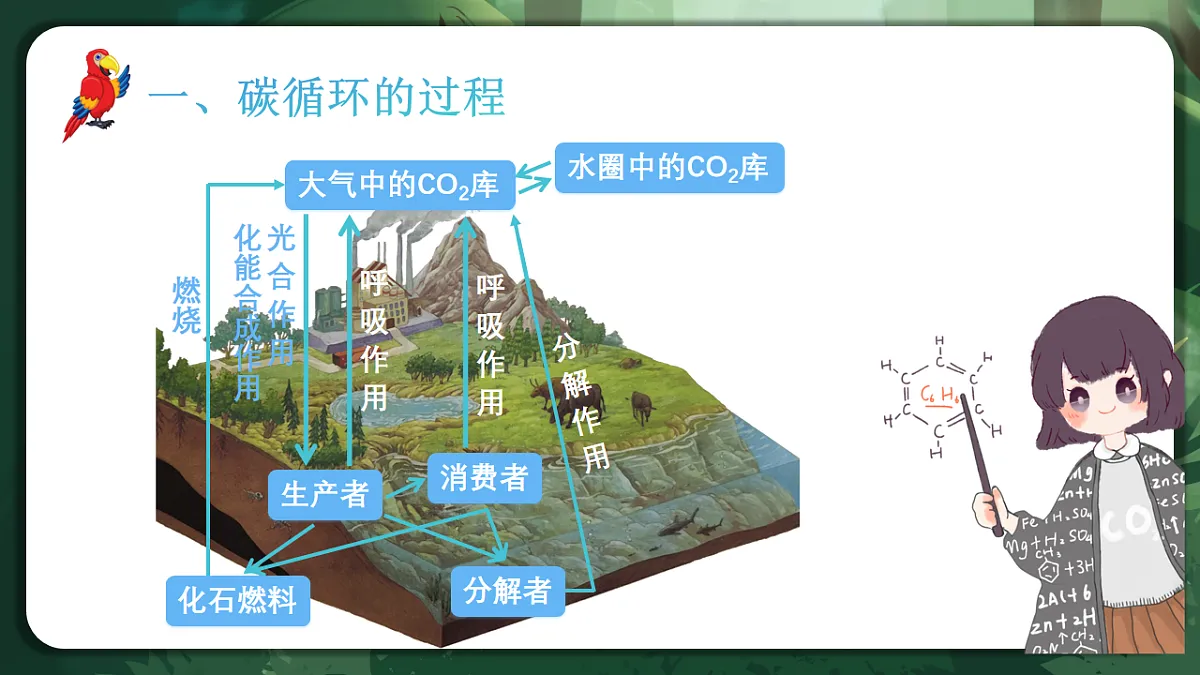 人教版（2019）高中生物选择性必修二3.3 生态系统的物质循环 课件第7页