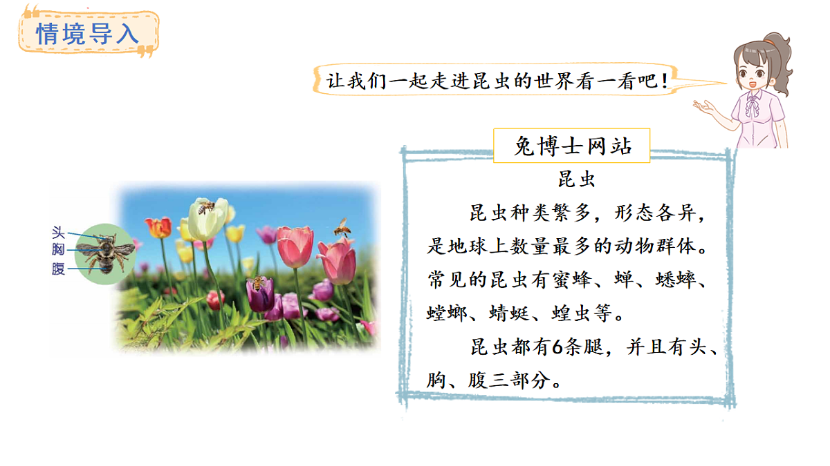 冀教版数学二年级上册3.4 6的乘法口诀（课件）第2页