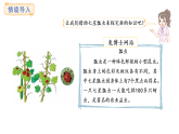 冀教版數(shù)學(xué)二年級(jí)上冊(cè)3.5   7的乘法口訣（課件）